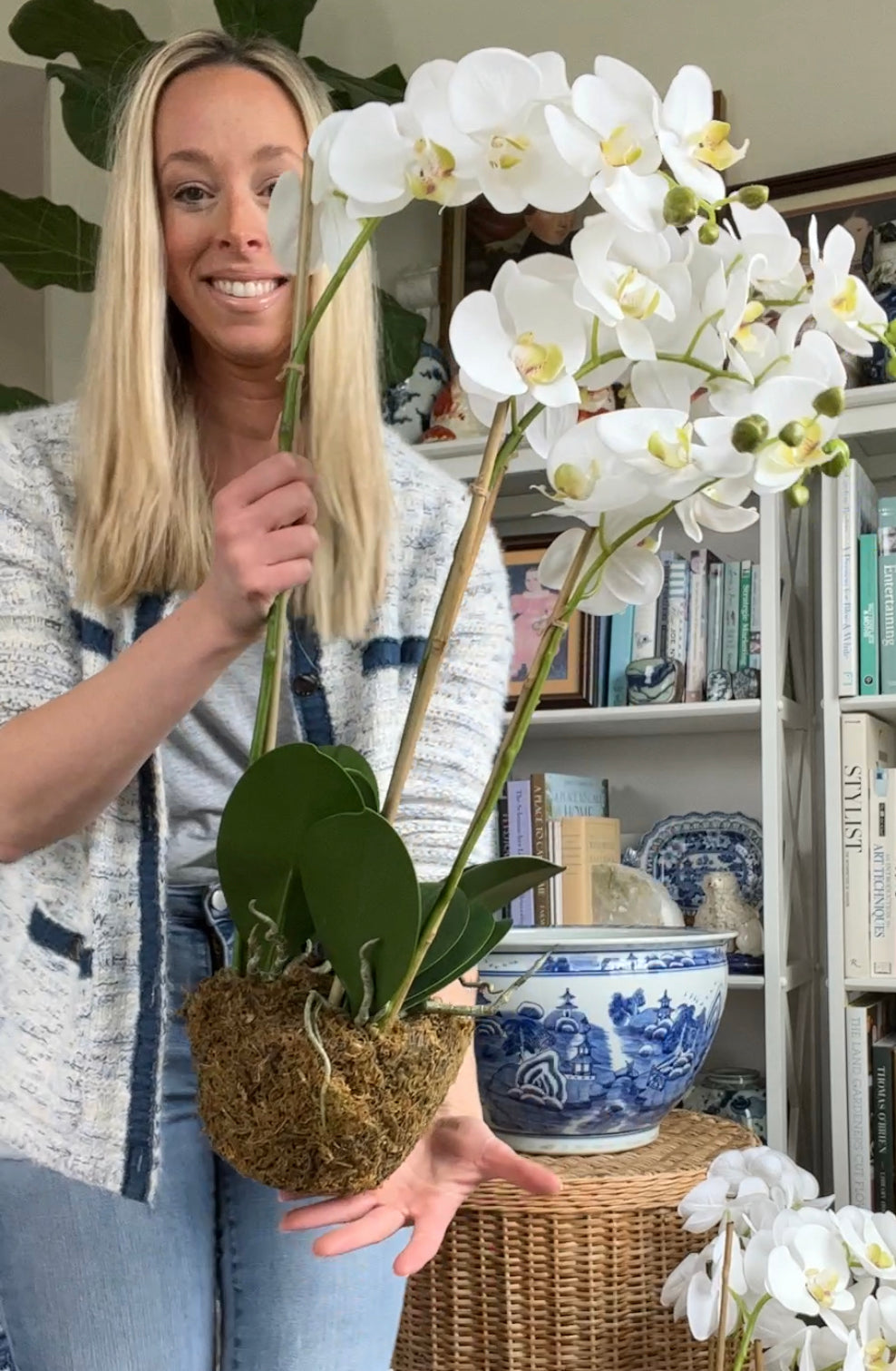 big orchid plant PRE-ORDER Large 27